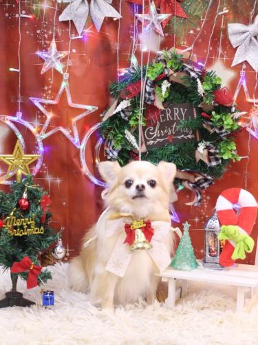 20231221ヴィヴィちゃん